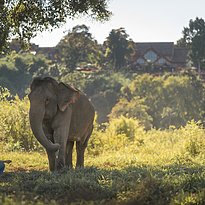 Elefanten - Anantara Golden Triangle Elephant Camp & Resort