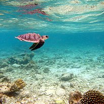 Coco Palm Dhuni Kolhu