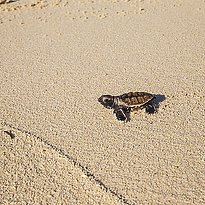 Denis Private Island