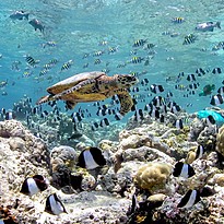 Hausriff - Anantara Kihavah Villas