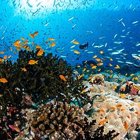 Hausriff - Anantara Kihavah Villas