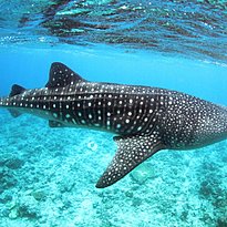 LUX South Ari Atoll Resort & Villas