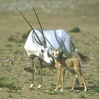 Rundreise Oman - Oman's Fascinating Nature