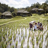 Reisfelder - Mandapa, A Ritz-Carlton Reserve