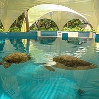 Schildkr&ouml;ten Auffangstation - Coco Palm Dhuni Kolhu