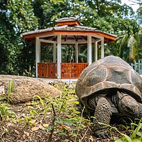 Tortoise Sanctuary - Hilton Seychelles Labriz Resort & Spa