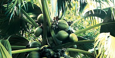 Gef&uuml;hrte Halbtagestour Vallee de Mai