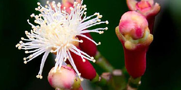 Gew&uuml;rztour - Spices Tour